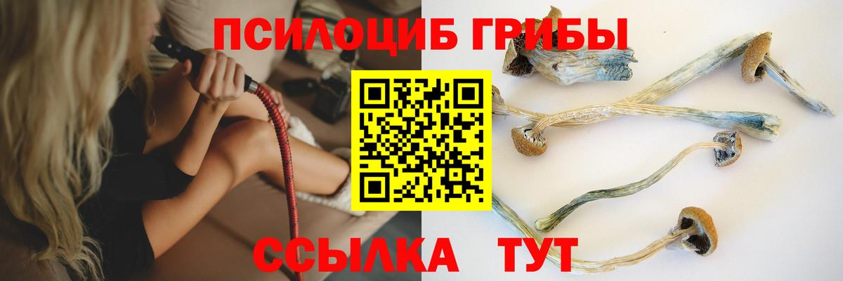 Галлюциногенные грибы Psilocybe Тихвин